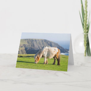 Shetlandpony auf Weide in der Nähe hoher Klippen Karte
