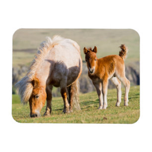 Shetlandpony auf Weide in der Nähe hoher Klippen, Magnet