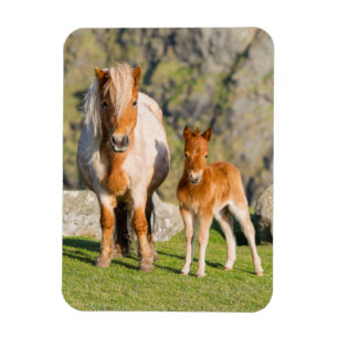 Shetlandpony auf Weide in der Nähe hoher Klippen,  Magnet