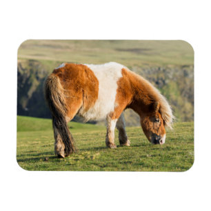 Shetlandpony auf Weide in der Nähe hoher Klippen Magnet
