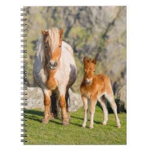 Shetlandpony auf Weide in der Nähe hoher Klippen, Notizblock