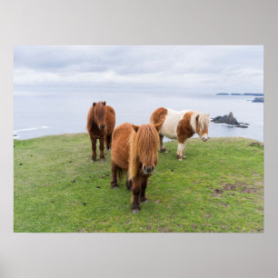 Shetlandpony auf Weide in der Nähe hoher Klippen Poster