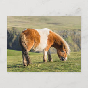 Shetlandpony auf Weide in der Nähe hoher Klippen Postkarte
