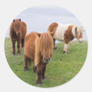 Shetlandpony auf Weide in der Nähe hoher Klippen Runder Aufkleber