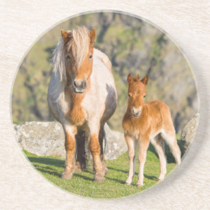Shetlandpony auf Weide in der Nähe hoher Klippen, Sandstein Untersetzer