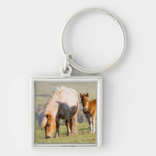 Shetlandpony auf Weide in der Nähe hoher Klippen, Schlüsselanhänger