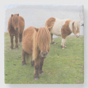 Shetlandpony auf Weide in der Nähe hoher Klippen Steinuntersetzer