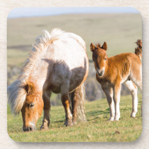 Shetlandpony auf Weide in der Nähe hoher Klippen, Untersetzer