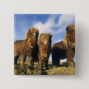 Shetlandpony, Festland Shetland-Inseln, Button