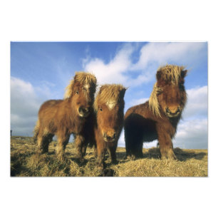 Shetlandpony, Festland Shetland-Inseln, Fotodruck