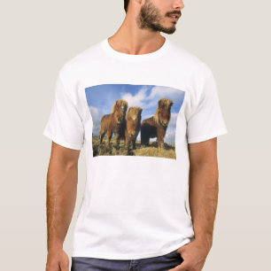 Shetlandpony, Festland Shetland-Inseln, T-Shirt