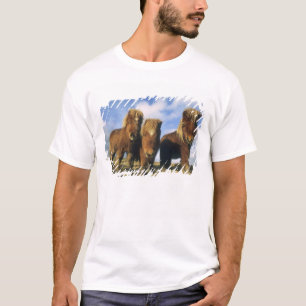 Shetlandpony, Festland Shetland-Inseln, T-Shirt