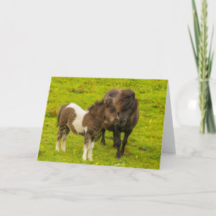 Shetlandpony-Mutter und Nachwuchs Karte