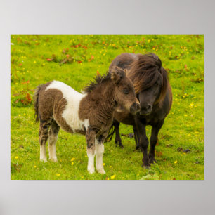 Shetlandpony-Mutter und Nachwuchs Poster