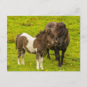 Shetlandpony-Mutter und Nachwuchs Postkarte