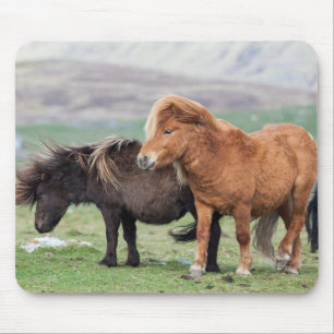Shetlandpony, Shetland-Inseln, Schottland 2 Mousepad