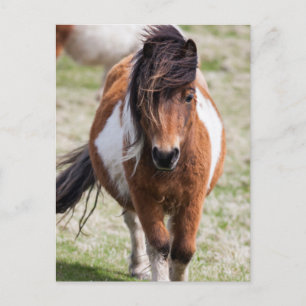 Shetlandpony, Shetlandinseln Postkarte