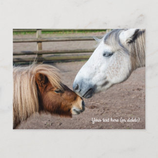 Shetlandpony und Highlandpony Postkarte