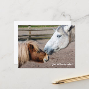 Shetlandpony und Highlandpony Postkarte