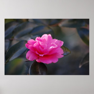 Shi Shi Camellia Poster