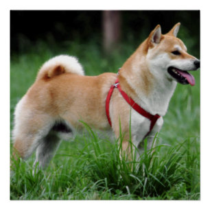 Shiba 2 vollständig poster