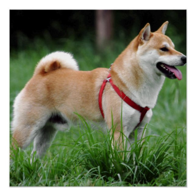 Shiba 2 vollständig poster (Vorderseite)