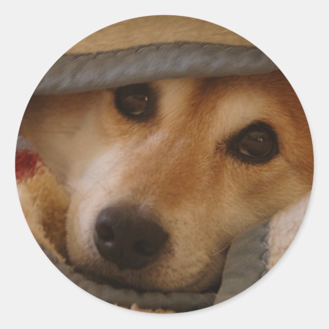 Shiba in einem schwarzen Sticker (Vorderseite)