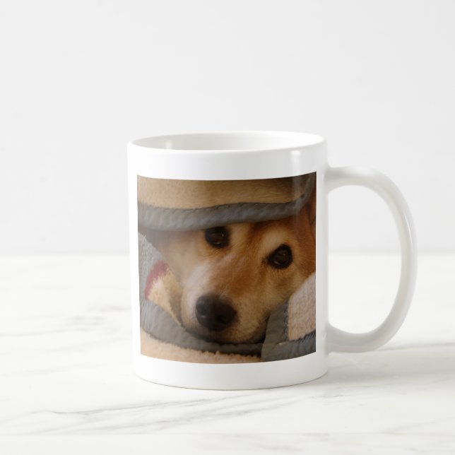Shiba in einer umfassenden Tasse (Rechts)