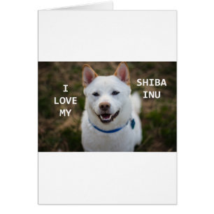 shiba-inu-Creme Liebe w pic