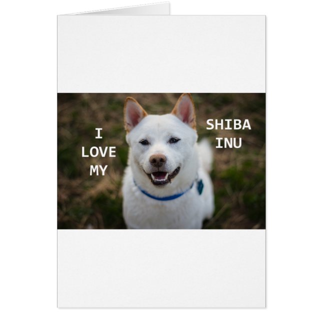 shiba-inu-Creme Liebe w pic (Vorne)