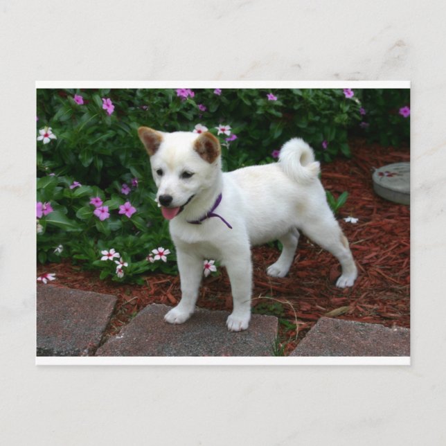 Shiba-inu-Creme Postkarte (Vorderseite)