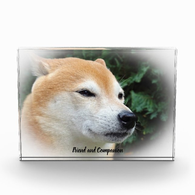 Shiba Inu Dog. Fotoblock (Vorderseite)