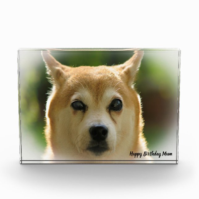 Shiba Inu Dog. Fotoblock (Vorderseite)