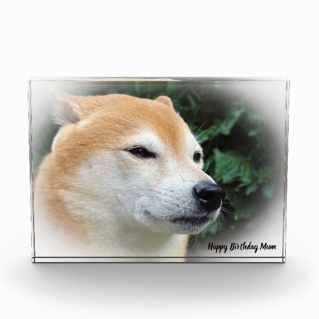 Shiba Inu Dog. Fotoblock (Vorderseite)