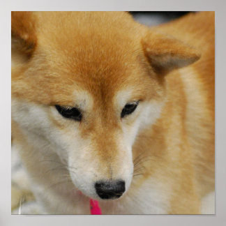 Shiba Inu Dog Poster