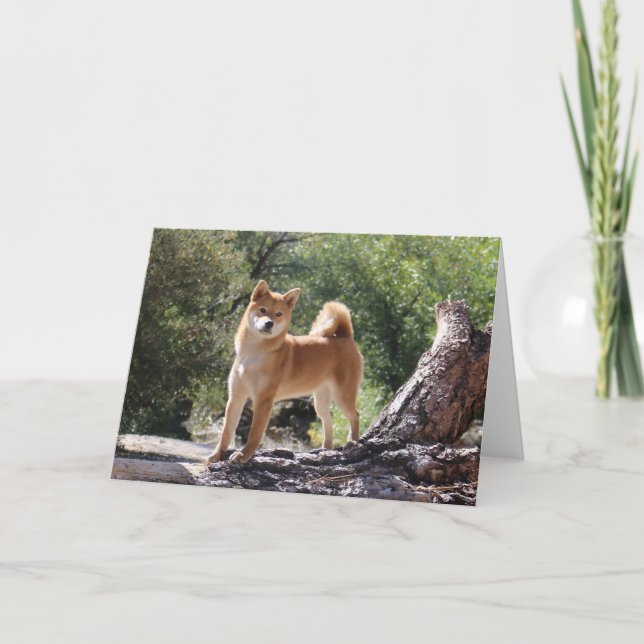 Shiba Inu Feiertagskarte (Vorderseite)
