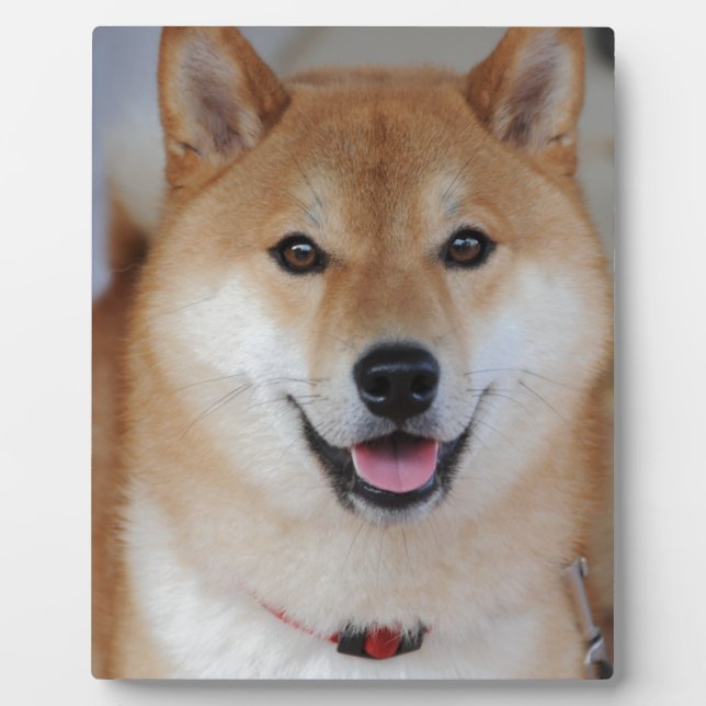 Shiba inu fotoplatte (Vorderseite)