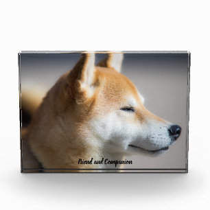Shiba Inu Hund. Fotoblock