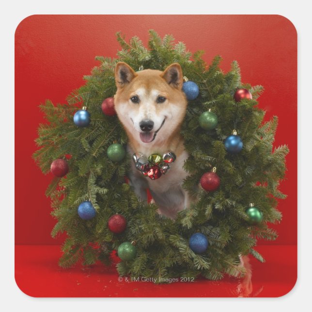 Shiba Inu Hund sitzend im Weihnachtskranz Quadratischer Aufkleber (Vorderseite)