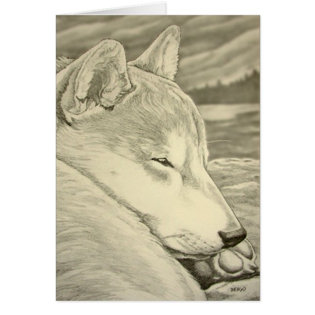 Shiba Inu Hundekunst kardiert leere Shiba Inu (Vorne)