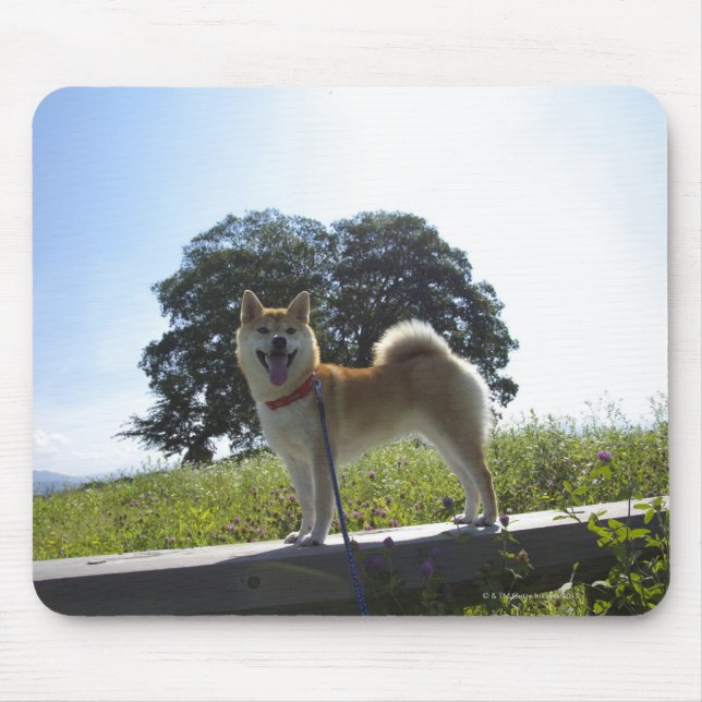 Shiba Inu Mousepad (Vorne)