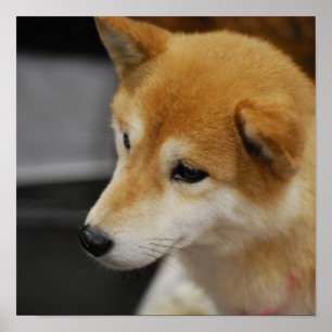 Shiba Inu Plakat