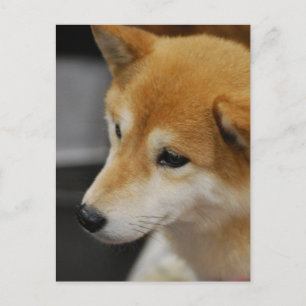 Shiba Inu Postcard Postkarte