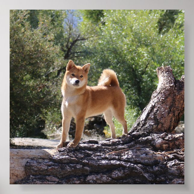 Shiba Inu Poster (Vorne)
