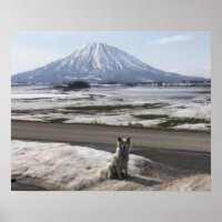 Shiba Inu