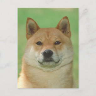 Shiba Inu Postkarte