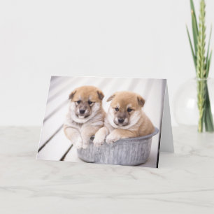 Shiba Inu puppies in aluminum tub Karte