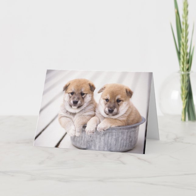 Shiba Inu puppies in aluminum tub Karte (Vorderseite)