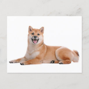 Shiba Inu Puppy Dog Grußkarte Postkarte