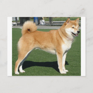 Shiba Inu vollständig Postkarte